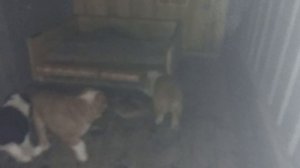 Бугай Алабай. Бартер. Натуральный обмен.