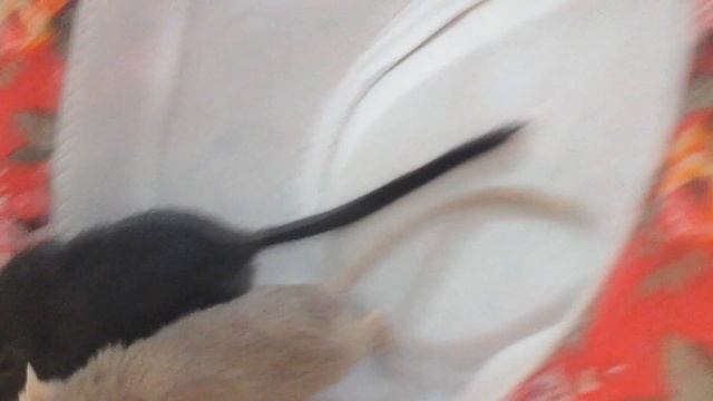 Мышки песчанки танцуют  в шляпе. ЗАБАВНЫЕ ГРЫЗУНЫ. Mouse