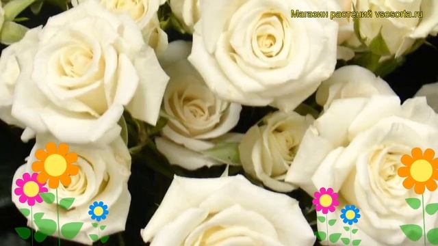 Роза спрей Уайт Микадо. Краткий обзор, описание характеристик, где купить саженцы White Mikado смотреть онлайн