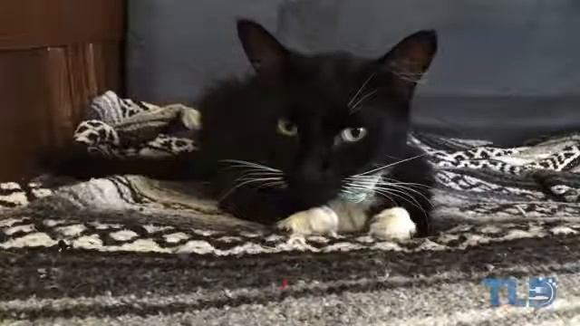 Apple iPhone 5s Gold vs White Silver) vs Black (Space Gray) Unboxing & Tour смотреть онлайн