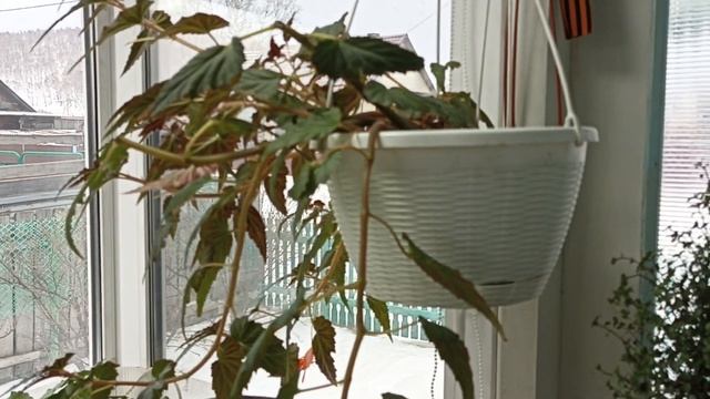 Сибирь. Занесли дополнительный стеллаж в квартиру. Обзор мини зимнего сада. смотреть онлайн