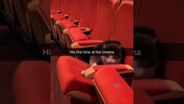 ДомашниеПитомцы
