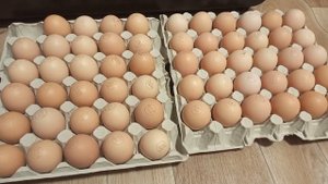 Овоскопирование яиц ПЕРЕД закладкой в инкубатор. Для чего?