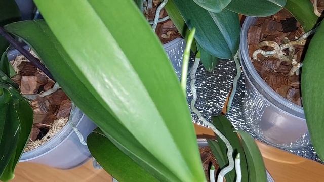 Новый стеллаж и новые лампы для цветов. РЕЗУЛЬТАТ виден сразу. смотреть онлайн