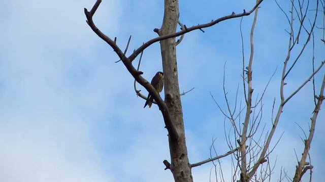 Чеглок в устье Каргалки / Falcon at the mouth of Kargalka River смотреть онлайн