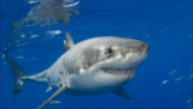 Great White Shark-Animal I Have Become смотреть онлайн