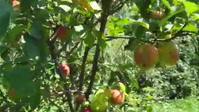 Сорт яблок Амулет смотреть онлайн