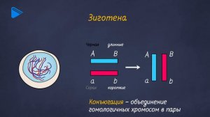 10 класс - Биология - Половое размножение организмов. Мейоз