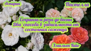 Сохраняем розы до весны / Два способа в зависимости от состояния саженца