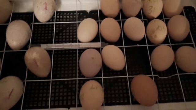ПЕРВОЕ ОВОСКОПИРОВАНИЕ  ИНДЮШИНЫХ ЯИЦ.