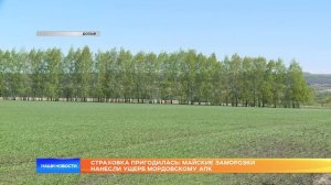 Страховка пригодилась: майские заморозки нанесли ущерб мордовскому АПК