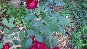 Роза ЛАВАГЛУТ , СУПЕР ТРОПЕ , БУРГУНДИ АЙС , ВОСТОЧНЫЙ ЭКСПРЕСС , ПАЧУЛИ .