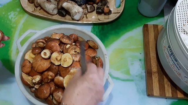 Всё о грибах. Какие мы грибы собираем.