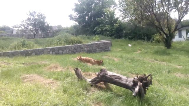 Груповуха