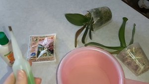 Новые ОРХИДЕИ, первые ШАГИ после покупки/ получили орхидеи ПОЧТОЙ , что делать дальше?