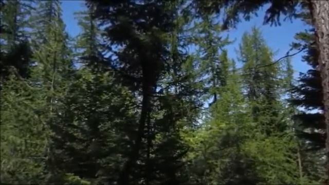 Красота Природы. Живой Лес Наполненный Звуками Природы. Сказочное Пение Лесных Птиц смотреть онлайн