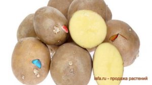 Картофель семенной Крепыш 🌿 картофель Крепыш обзор: как сажать семенной картофель картофеля Крепыш