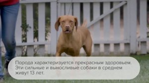 Все о породе венгерская выжла