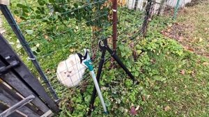 Осенняя обрезка сливы. Объемная крона (чаша).