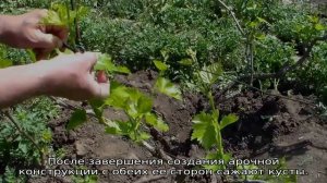 Уход за виноградом весной