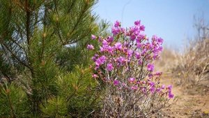 Цветение рододендрона даурского на полуострове Гамова. Хасанский район.