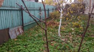 Как определить возраст саженца плодового дерева