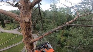Спил березы и сосны на одном участке при помощи арбориста и инструмента Stihl. Часть 2. Сосна.