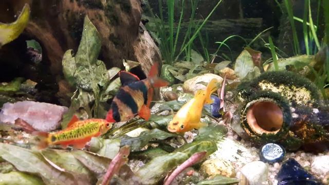 РАЗБОРКИ МЕЖДУ РЫБАМИ В АКВАРИУМЕ (БАРБУС ШУБЕРТА ПРОТИВ БАРБУСА СУМАТРАНСКОГО) смотреть онлайн
