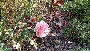 #розы #сад Эшли, Юбилей Лаперье Октябрь все