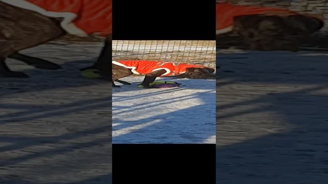 Один Кане Корсо & Чибо Фотограф Мария Романова Зоопсихолог Наталья Коротких Жил Был Пёс