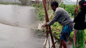 Traditional Village Fishing in Rainy Day | Huge Fish Catching in Flood Water | Best Fishing Video