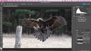 How to blur a photo background in Photoshop -2023 #wildlifephotography