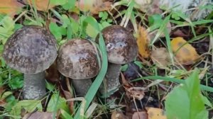 Грибы Вологодской области. Тихая охота..