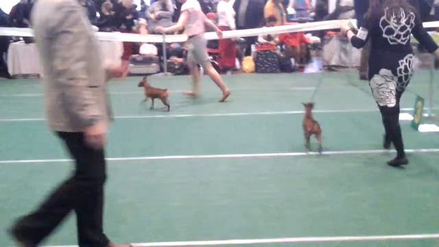 Цвергпинчер акана 2 смотреть онлайн