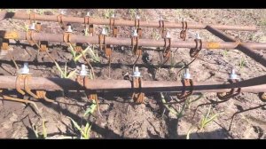 Изготовление бороны пружинной для чеснока. Испытание бороны.