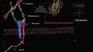 Внеклеточный матрикс (видео 9)   Строение клетки   Биология.mp4