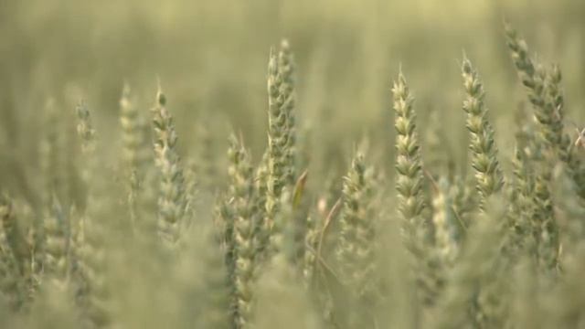 Медитация- мотивация "Богиня". Наполнение женской энергией