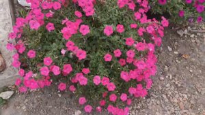 Какое Удобрение Даёт Пышное Цветение Петунии, Обзор цветения После Обрезки, сравниваю 2 удобрения