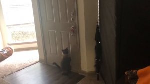 Все мужчины заглядывают женщинам под юбки =^..^= СИАМСКИЕ КОШКИ