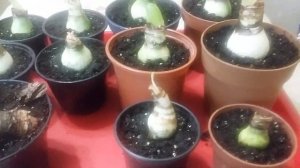 Как пробудить ГИППЕАСТРУМ  (первый шаг )