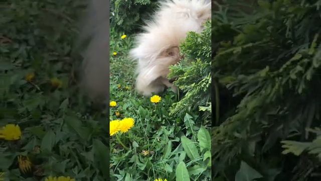 Шпицули и одуванчики ???