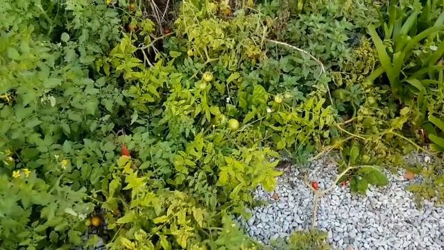 ??? а они все растут смотреть онлайн