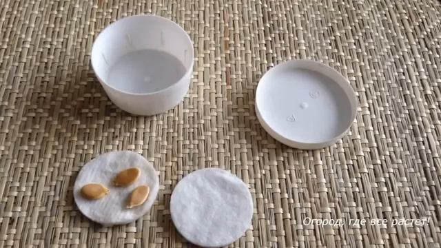 Лучшие сорта тыквы . Сроки посадки тыквы на рассаду.mp4 смотреть онлайн