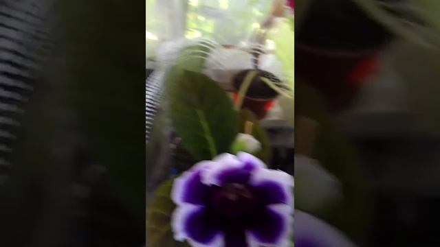 Обзор цветущих глоксиний.