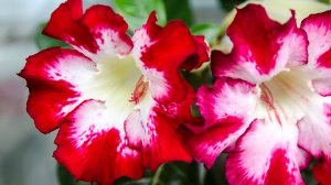 Адениум сорта Super Star of tomorrow, цветение