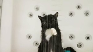 Кот моется в душе. Водные процедуры для котов.