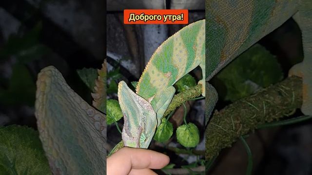 хамелеон желает вам доброго утра!