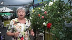 ПОДКОРМКА РОЗ 🌹 Пышная роза Летом ✔️ Советы от Хитсад ТВ