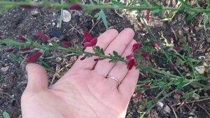 Sytisus "Boskoop Ruby"