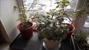 Уход за пеларгонией зимой